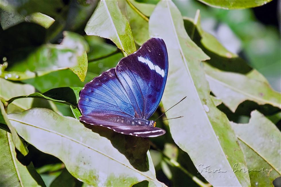 King Forester (Euphaedra rex)