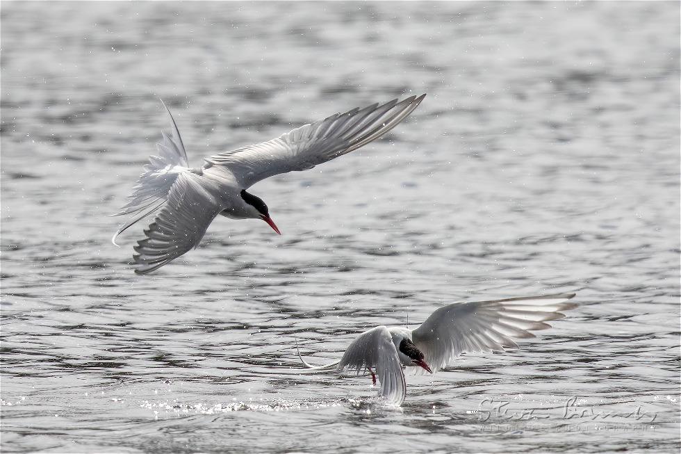 Arctic Tern (Sterna paradisaea)