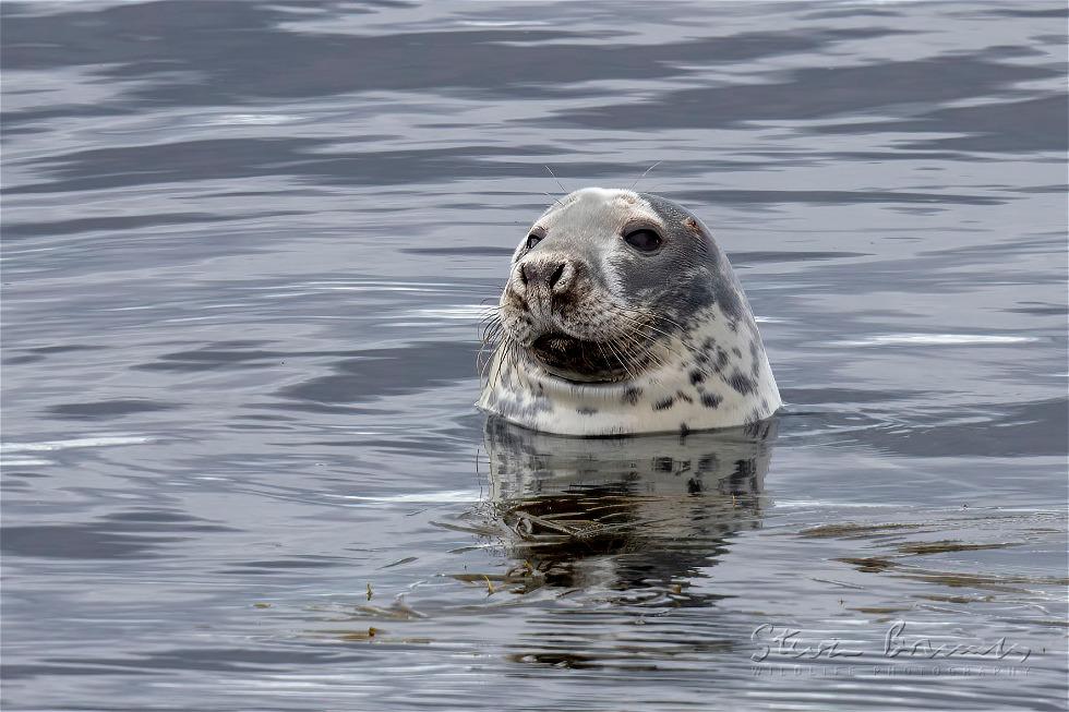 Harbor Seal (Phoca vitulina)