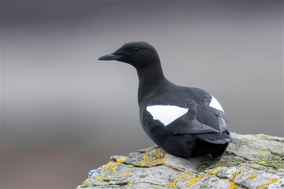 Black Guillemot (Cepphus grylle)