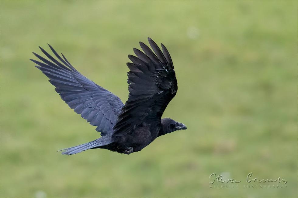 Northern Raven (Corvus corax)