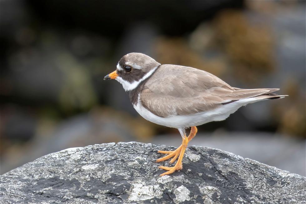 Common Ringed Plover (Charadrius hiaticula)