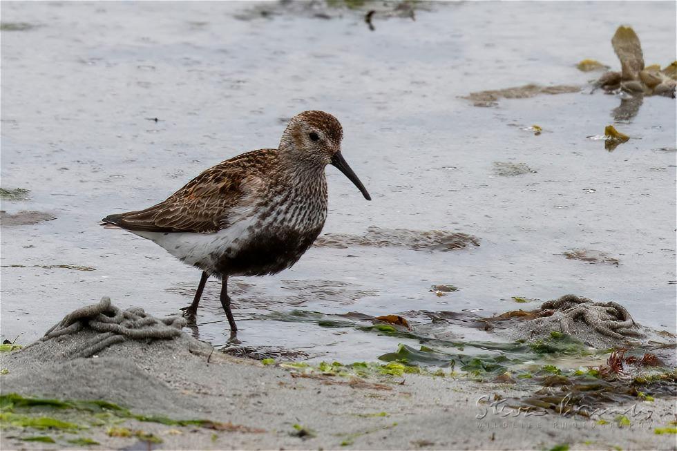 Dunlin (Calidris alpina)
