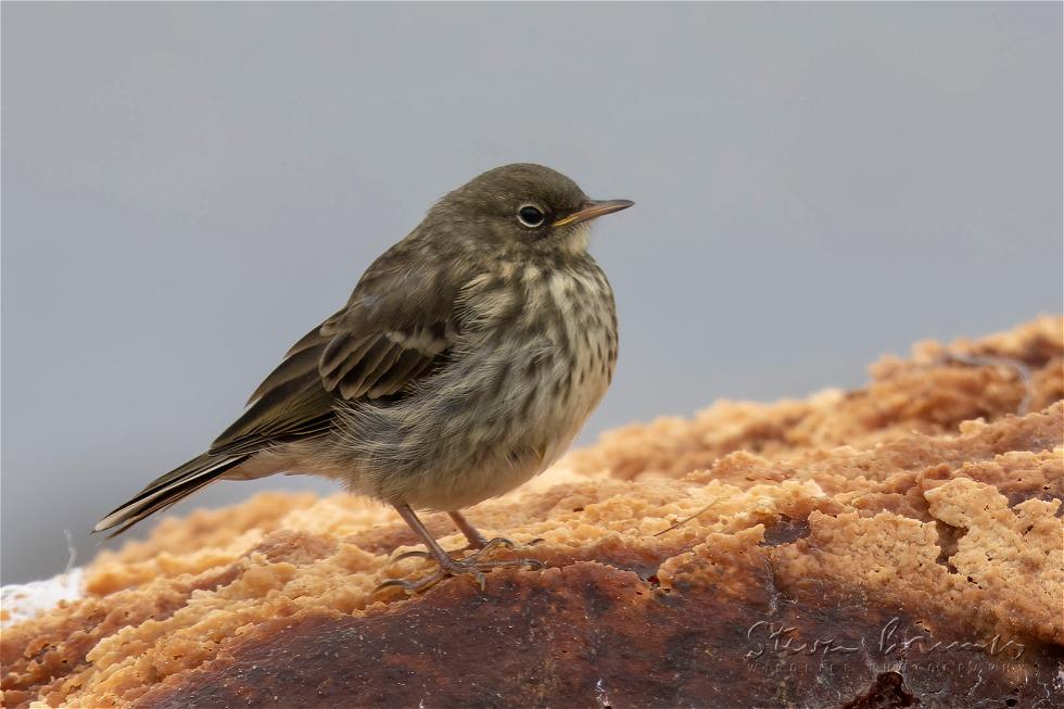 Eurasian Rock Pipit (Anthus petrosus)