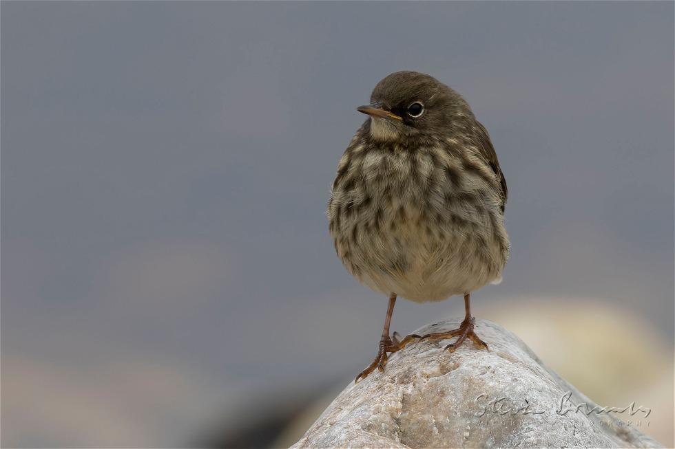Eurasian Rock Pipit (Anthus petrosus)
