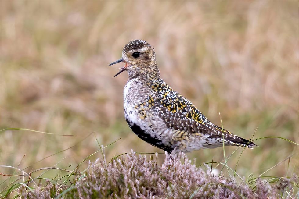 European Golden Plover (Pluvialis apricaria)