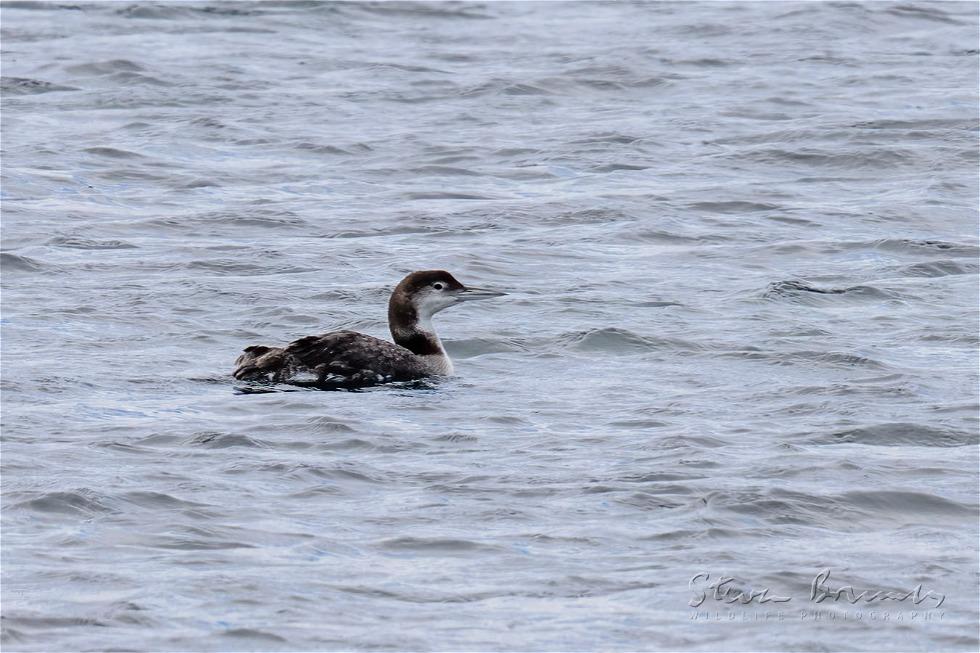 Common Loon (Gavia immer)