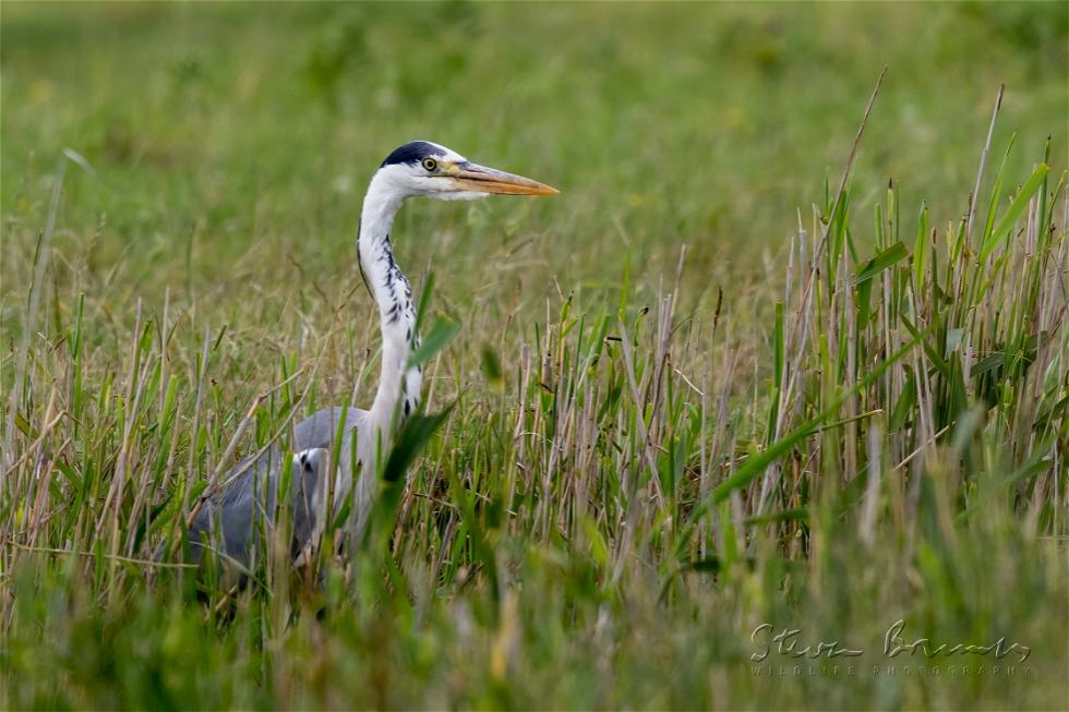 Grey Heron (Ardea cinerea)
