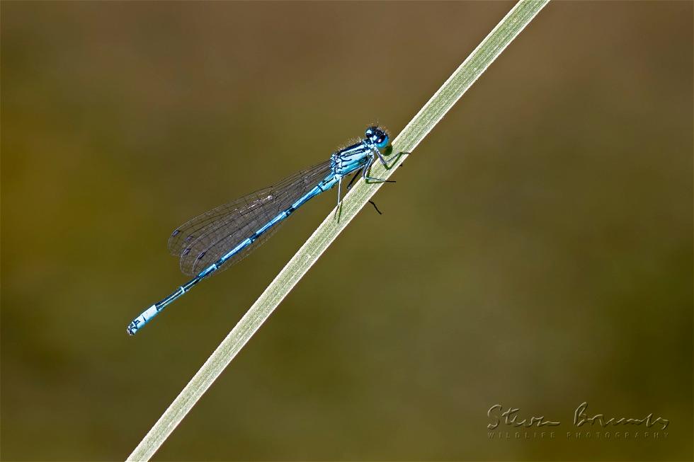 Azure Damselfly (Coenagrion puella)