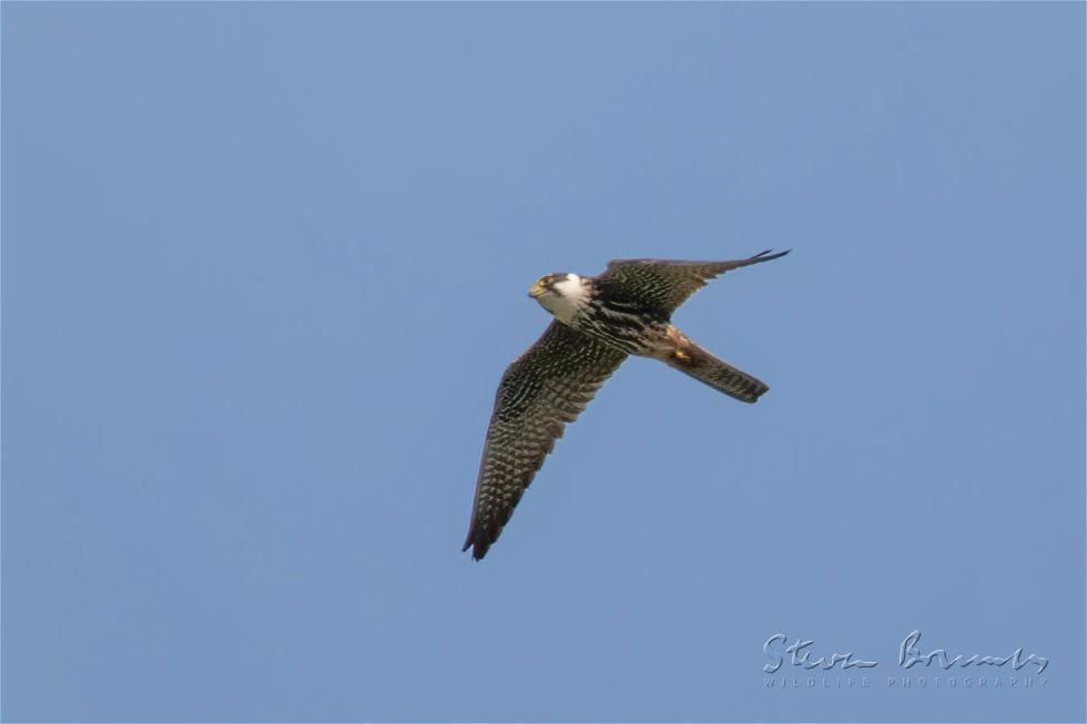 Eurasian Hobby (Falco subbuteo)