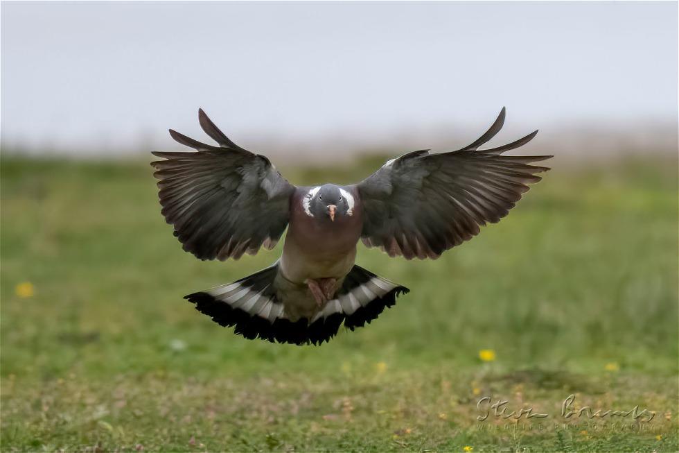Common Wood Pigeon (Columba palumbus)