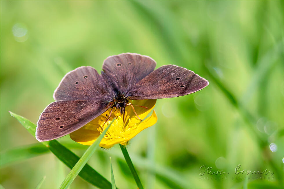 Ringlet (Aphantopus hyperantus)