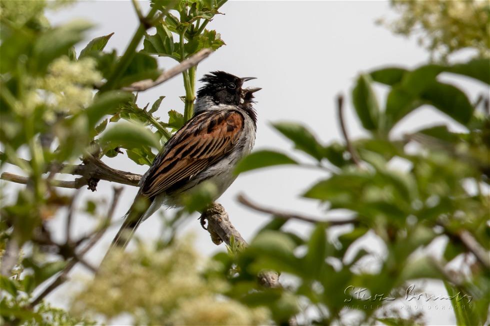Common Reed Bunting (Emberiza schoeniclus)