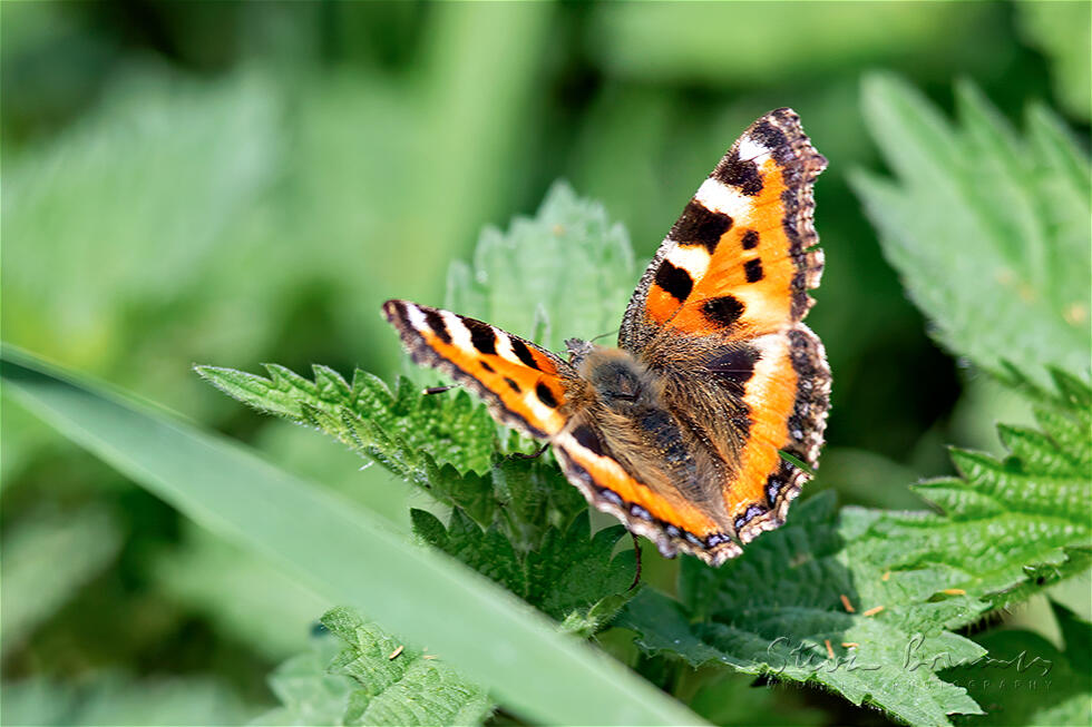 Small Tortoiseshell (Aglais urticae)