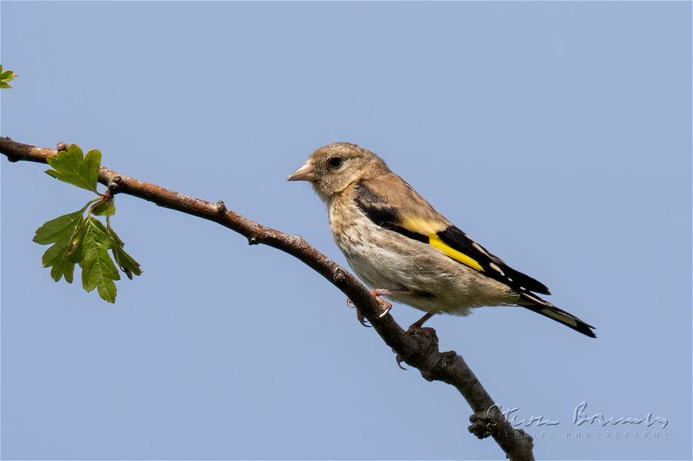 European Goldfinch (Carduelis carduelis)