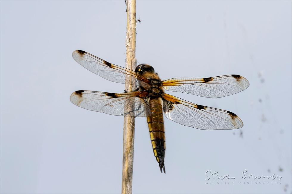 Four-spotted Chaser (Libellula quadrimaculata)