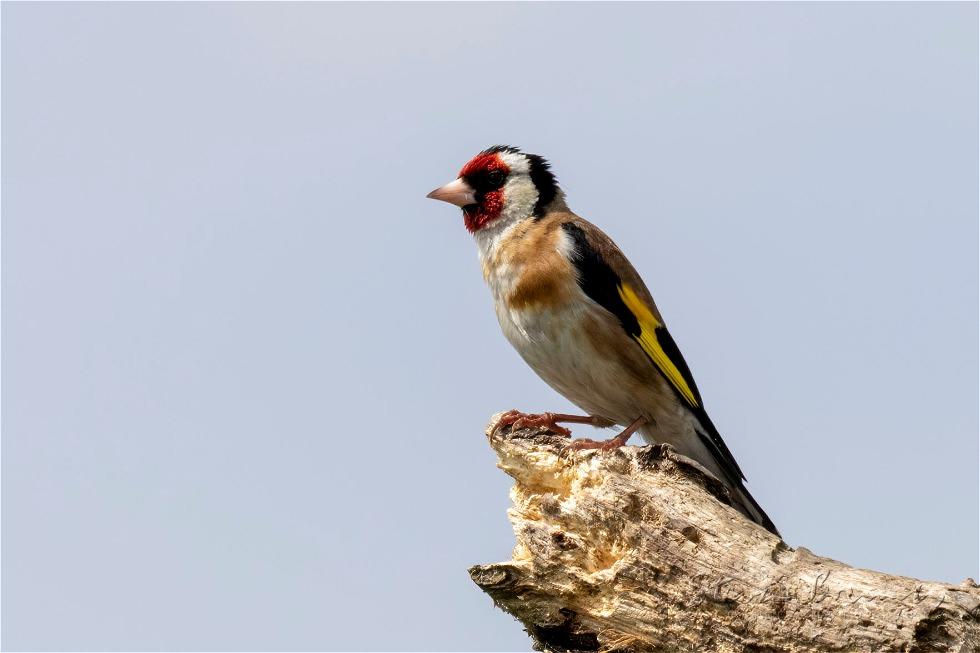 European Goldfinch (Carduelis carduelis)