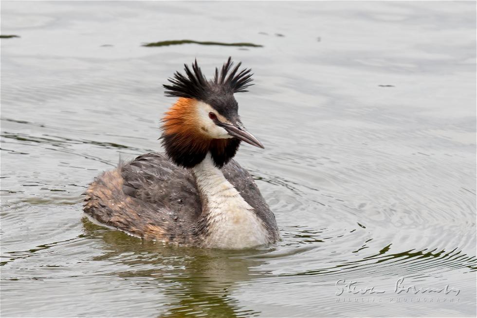 Great Crested Grebe (Podiceps cristatus)