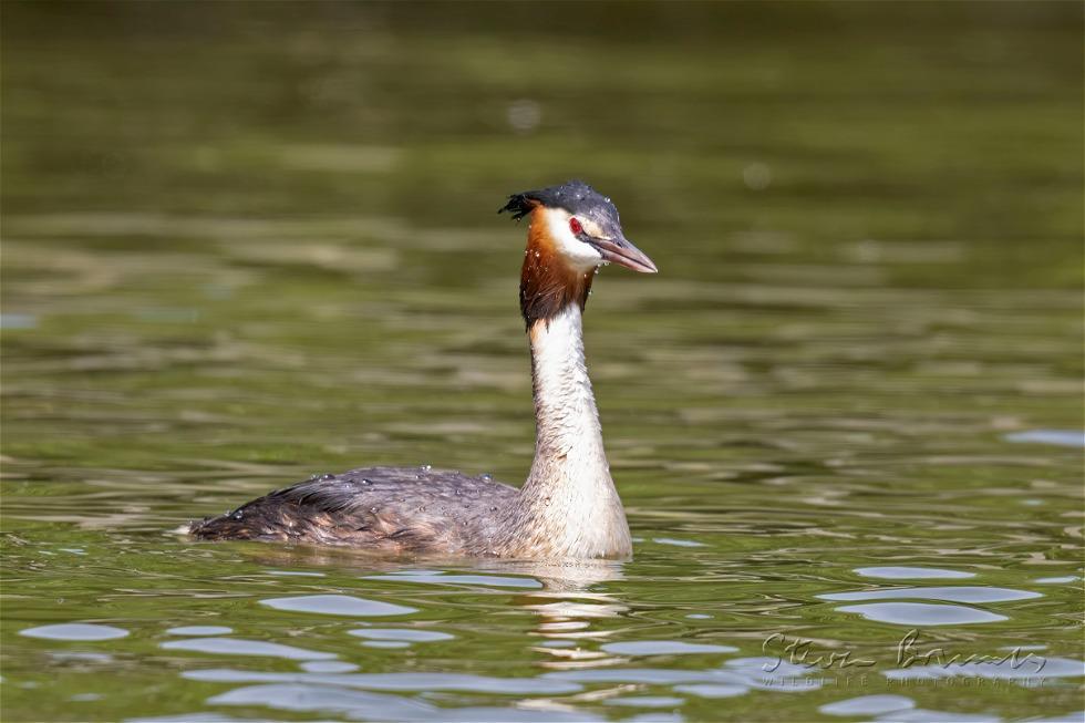 Great Crested Grebe (Podiceps cristatus)