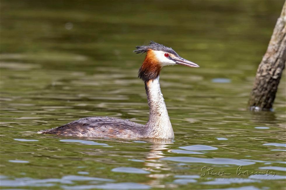 Great Crested Grebe (Podiceps cristatus)