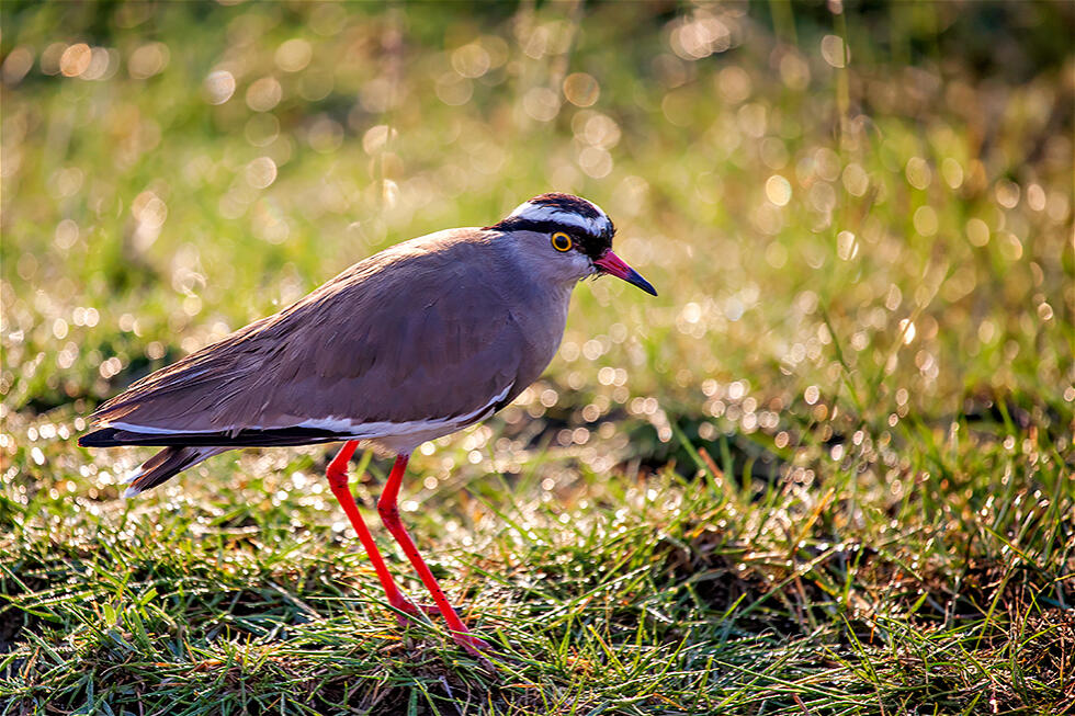 Crowned Lapwing (Vanellus coronatus)