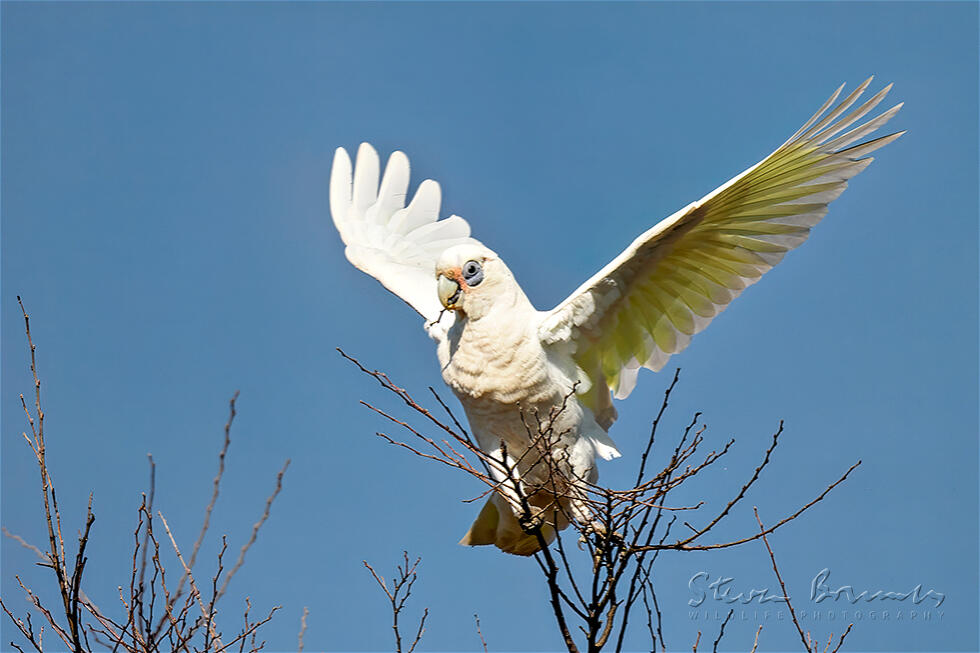 Little Corella (Cacatua sanguinea)