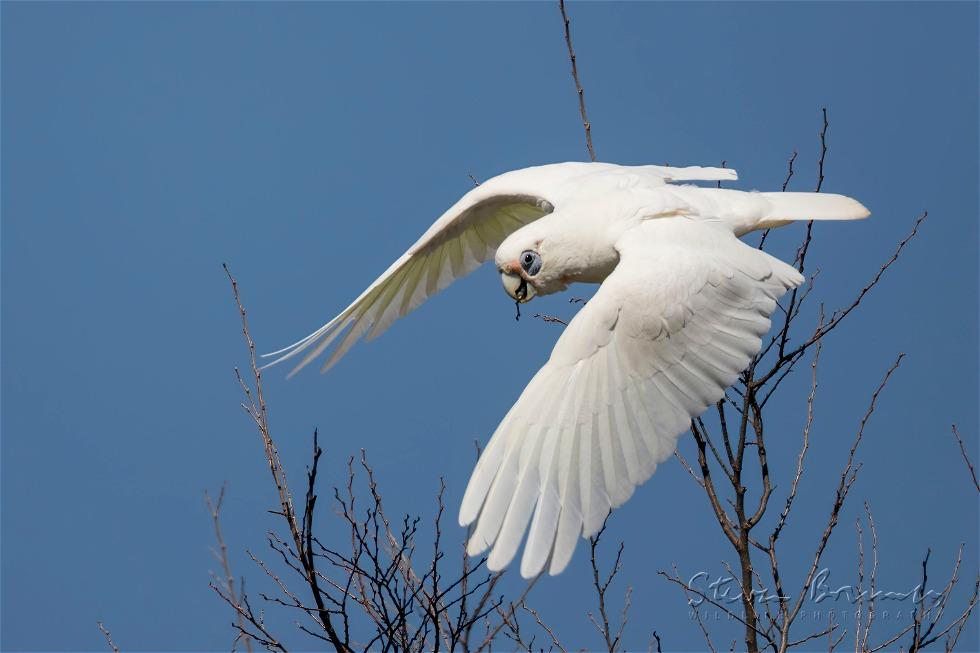 Little Corella (Cacatua sanguinea)