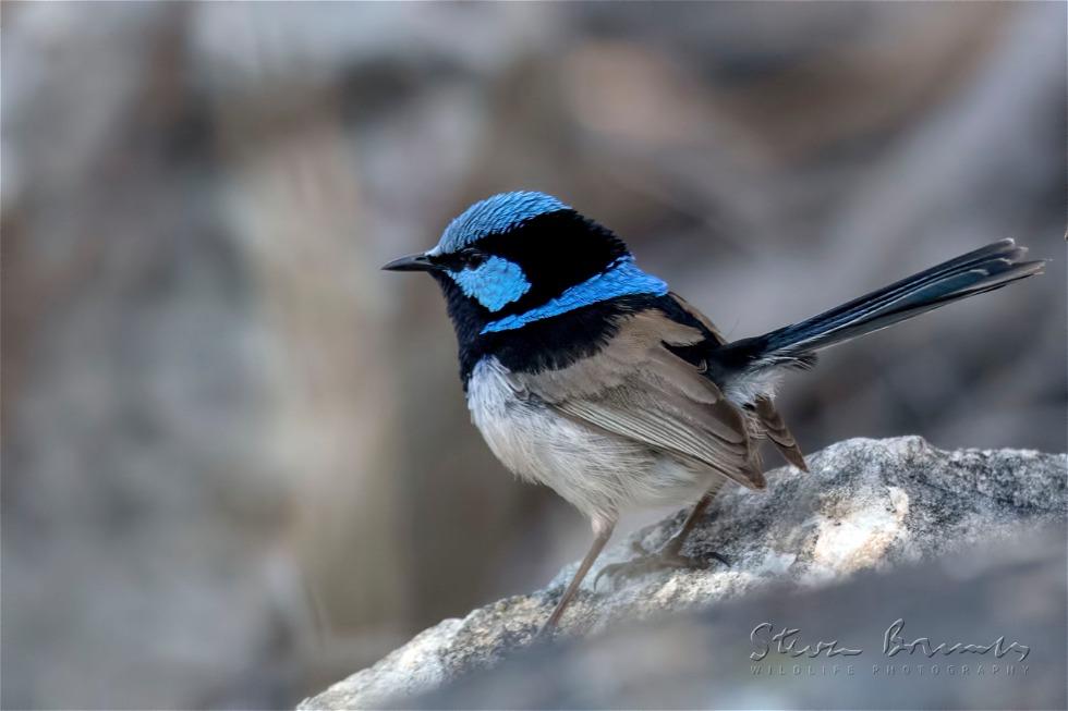 Superb Fairywren (Malurus cyaneus)