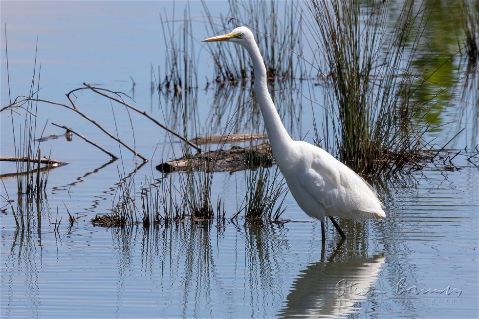Great Egret (Ardea alba)
