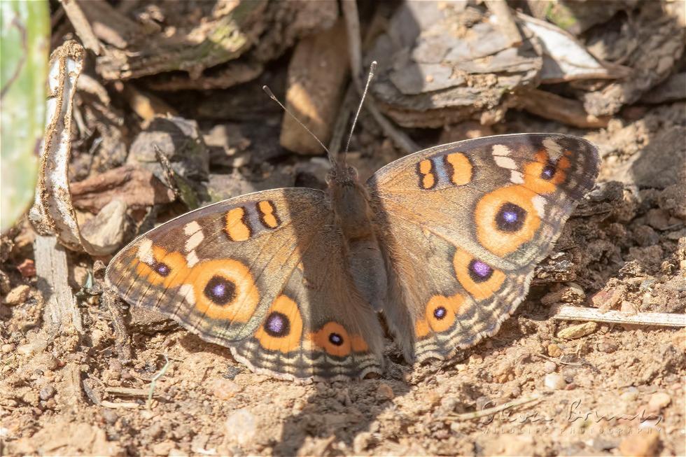 Meadow Argus (Junonia villida)