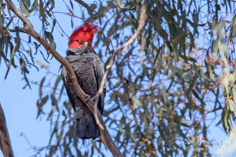 Gang-gang Cockatoo (Callocephalon fimbriatum)