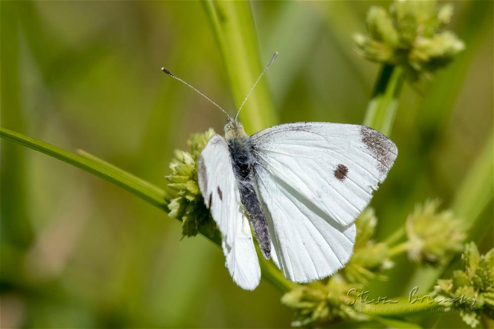 Cabbage White (Pieris brassicae)