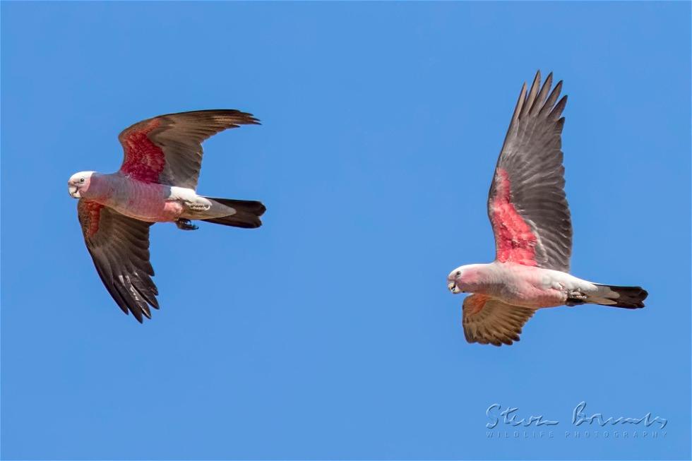 Galah (Eolophus roseicapilla)
