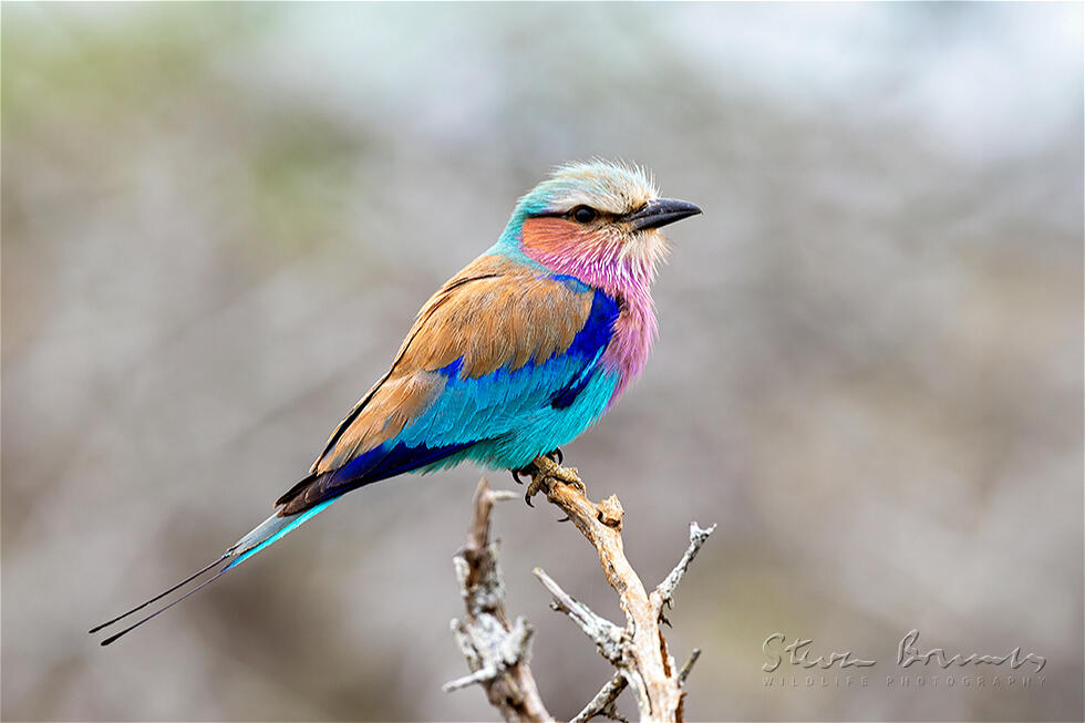 Lilac-breasted Roller (Coracias caudatus)