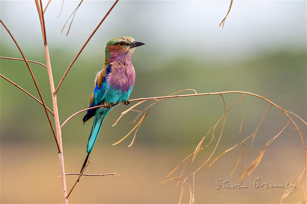 Lilac-breasted Roller (Coracias caudatus)
