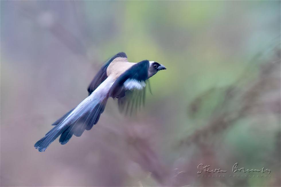 Grey Treepie (Dendrocitta formosae)