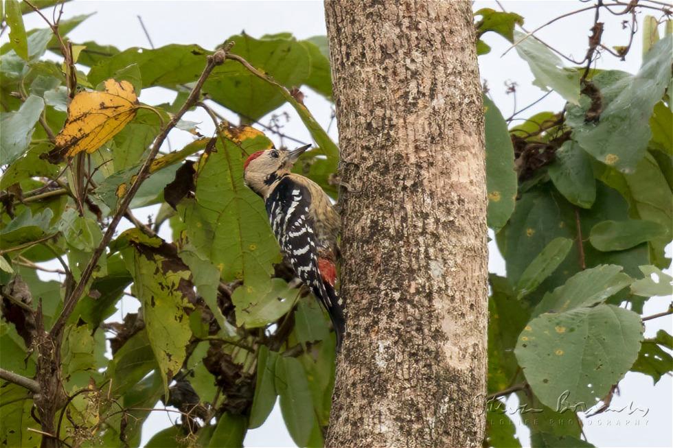 Stripe-breasted Woodpecker (Dendrocopos atratus)