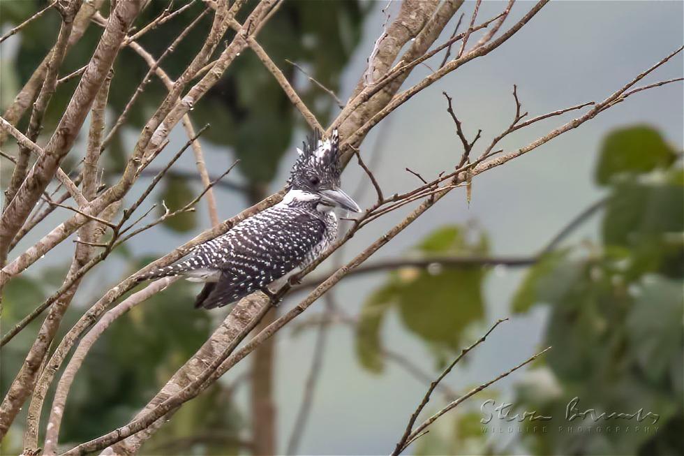 Crested Kingfisher (Megaceryle lugubris)