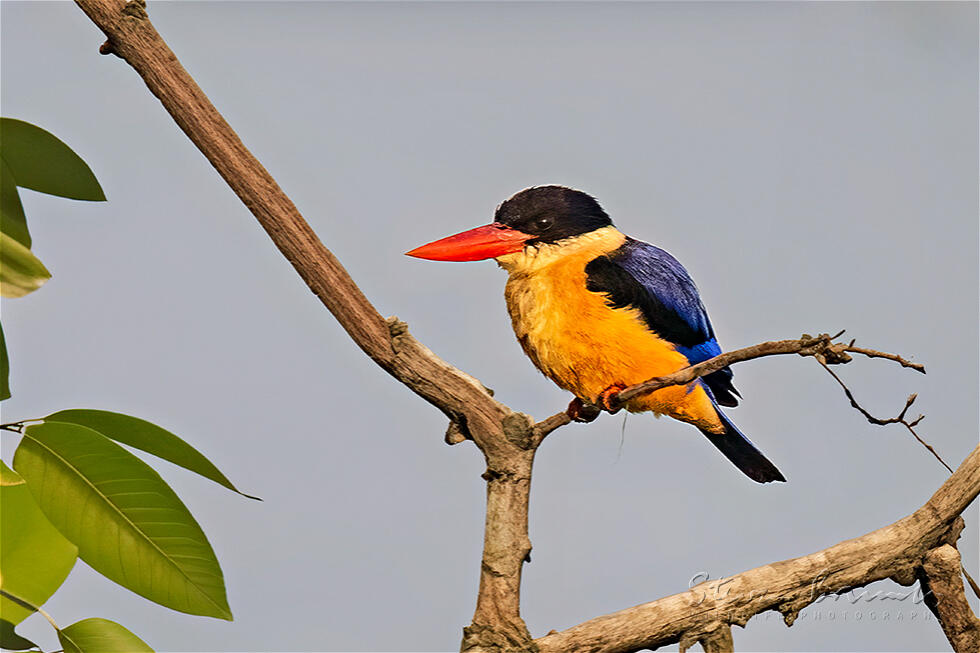 Black-capped Kingfisher (Halcyon pileata)