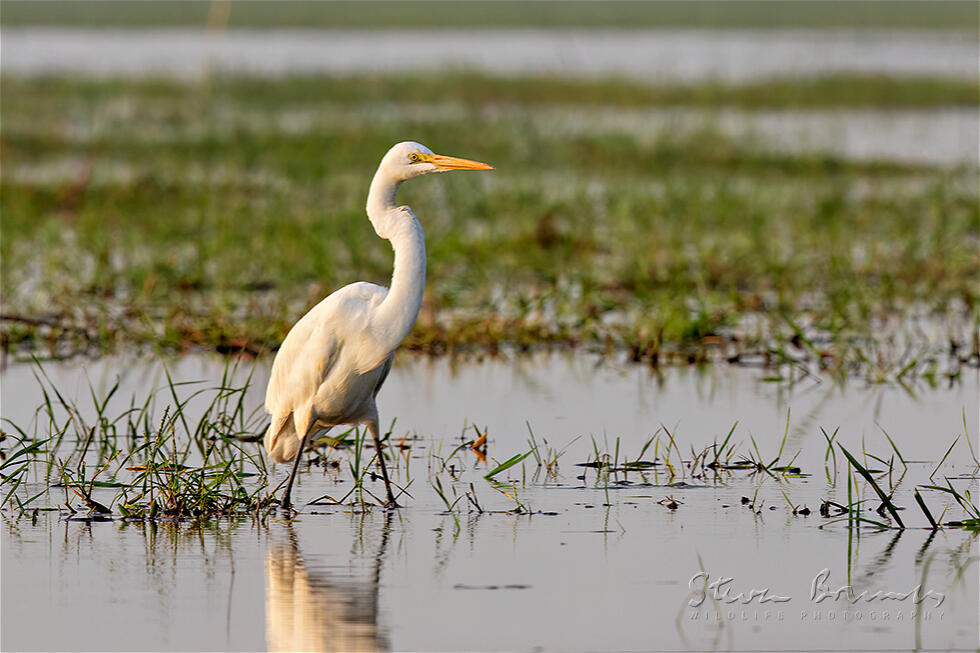Great Egret (Ardea alba)