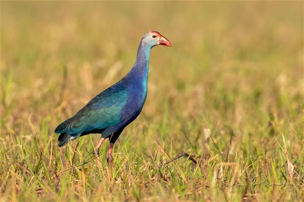 Grey-headed Swamphen (Porphyrio poliocephalus)