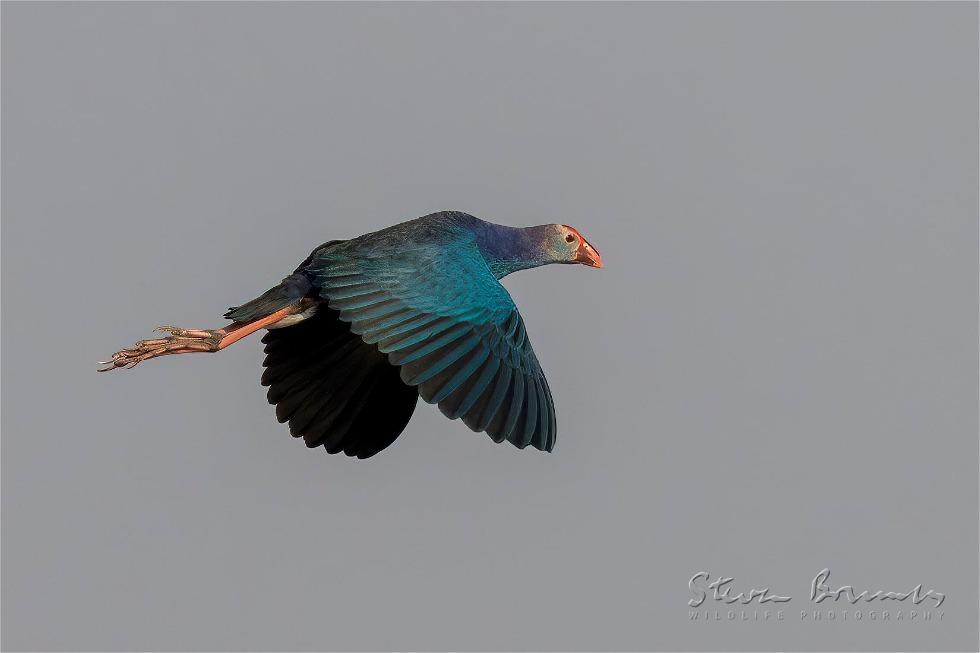 Grey-headed Swamphen (Porphyrio poliocephalus)