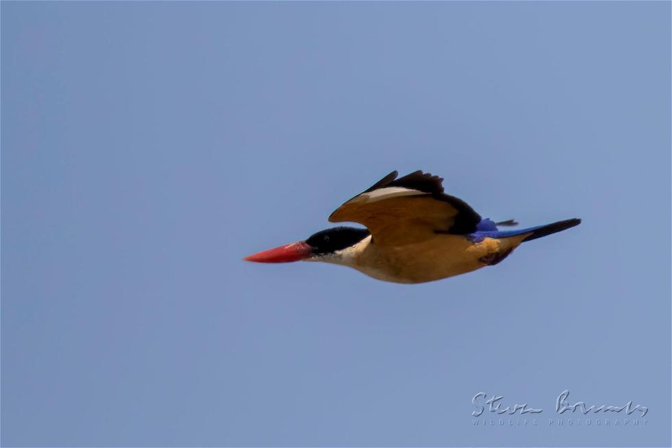 Black-capped Kingfisher (Halcyon pileata)