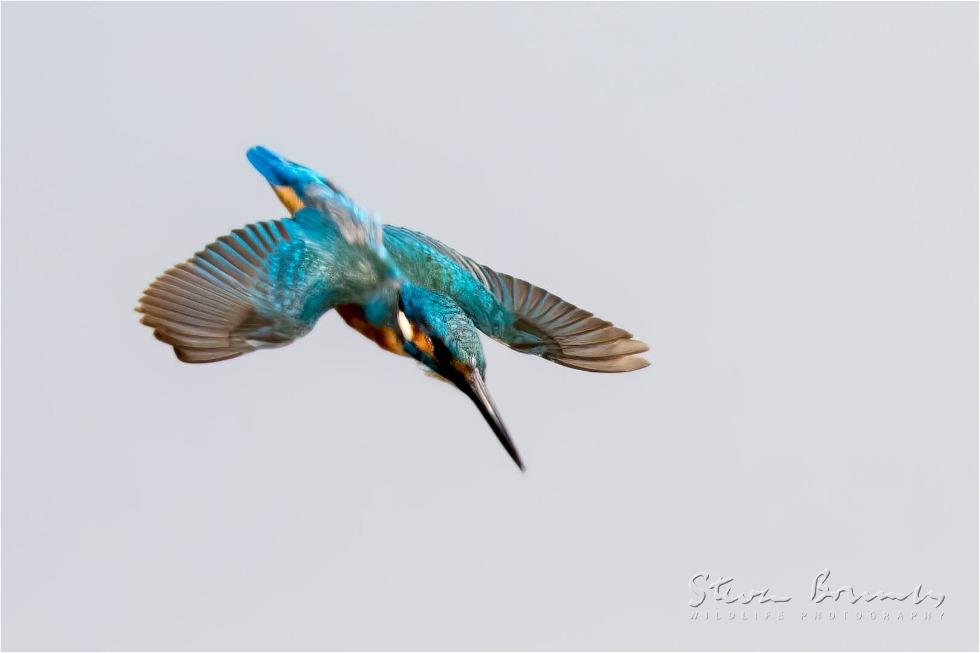 Common Kingfisher (Alcedo atthis)