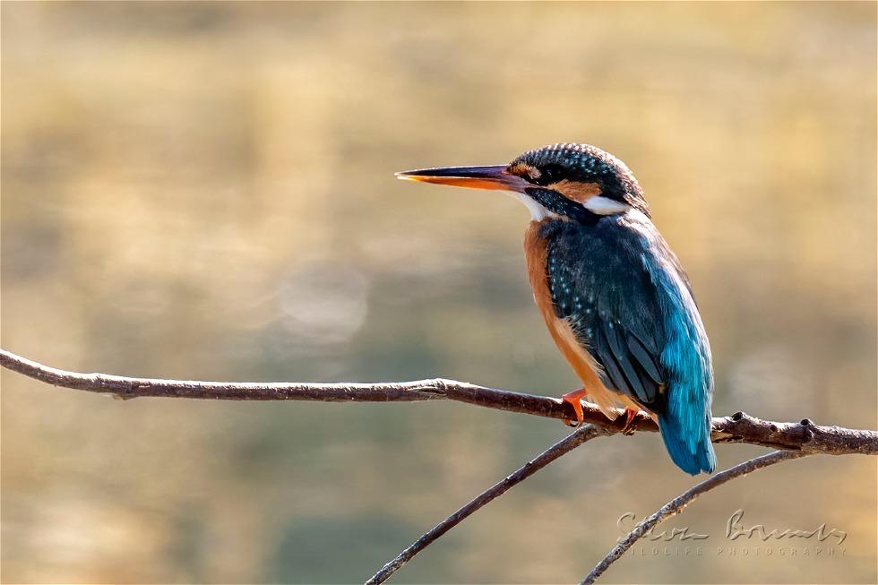 Common Kingfisher (Alcedo atthis)