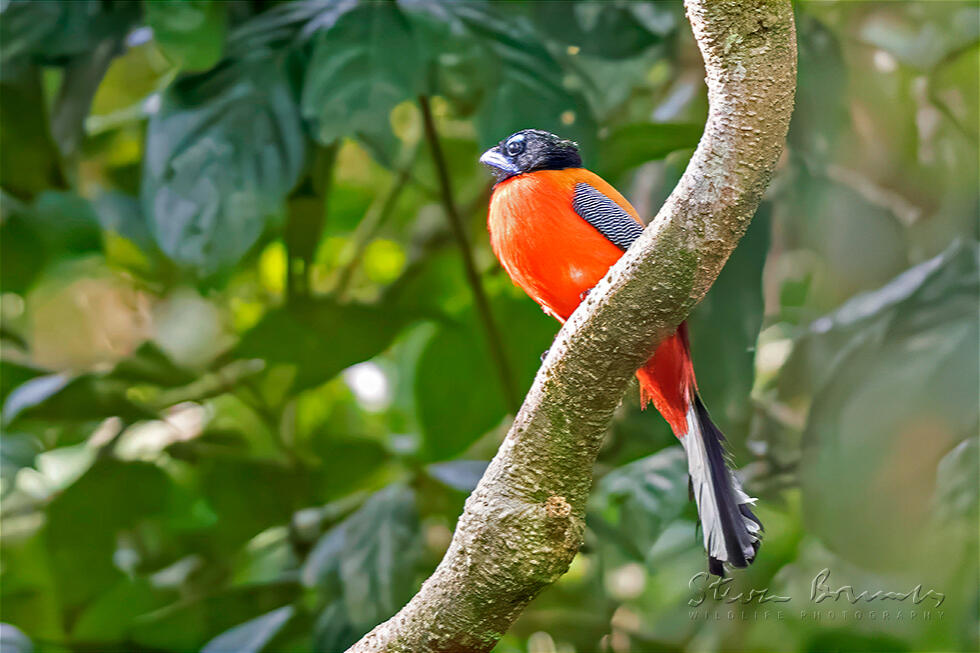 Scarlet-rumped Trogon (Harpactes duvaucelii)