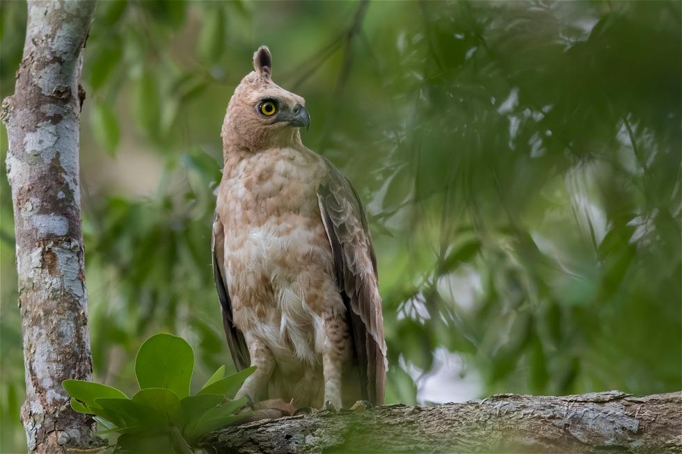 Blyth's Hawk-Eagle (Nisaetus alboniger)