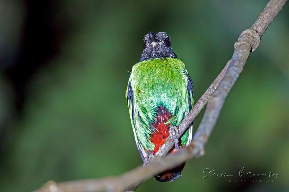 Hooded Pitta (Pitta sordida)