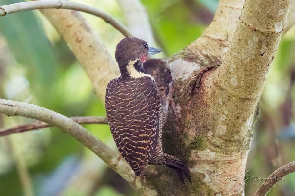 Buff-necked Woodpecker (Meiglyptes tukki)