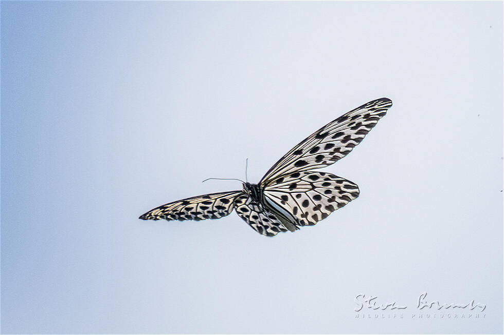 Common Tree Nymph (Idea stolli)